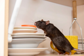 Rat crawls in the kitchen on dishes and looking for food. The concept of rodents in the house.
