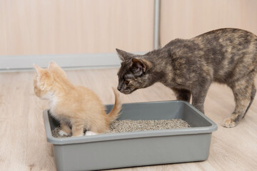 The concept is a small kitten and ingedish it to the tray. The cat watches the little kitten as the kitten goes to the toilet, tray.