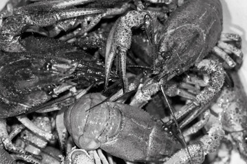 A lot of live crayfish with claws