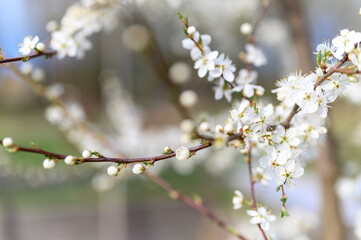 plums or prunes bloom white flowers in early spring in nature. selective focus