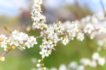 plums or prunes bloom white flowers in early spring in nature. selective focus