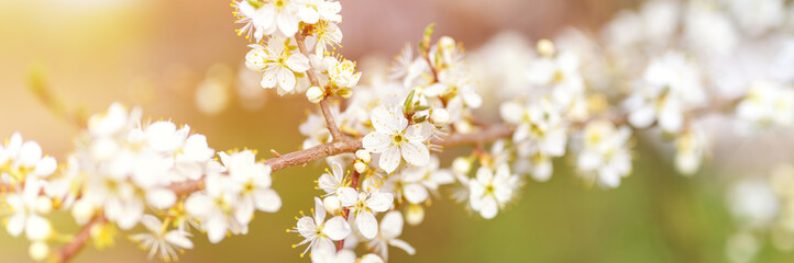 plums or prunes bloom white flowers in early spring in nature. selective focus. banner. flare
