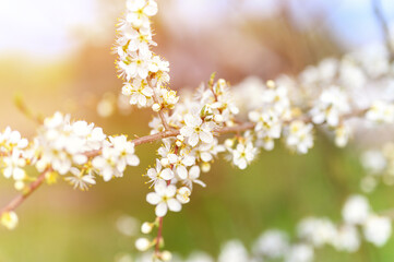 plums or prunes bloom white flowers in early spring in nature. selective focus. flare
