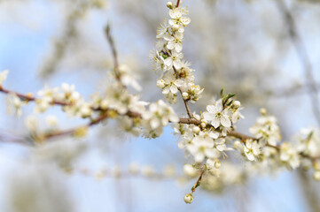 plums or prunes bloom white flowers in early spring in nature. selective focus