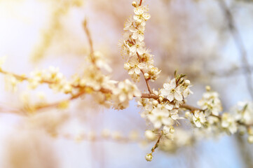plums or prunes bloom white flowers in early spring in nature. selective focus. flare