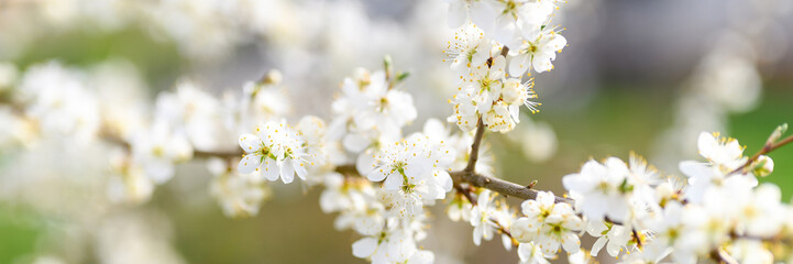 plums or prunes bloom white flowers in early spring in nature. selective focus. banner