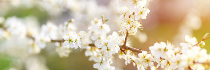 plums or prunes bloom white flowers in early spring in nature. selective focus. banner. flare