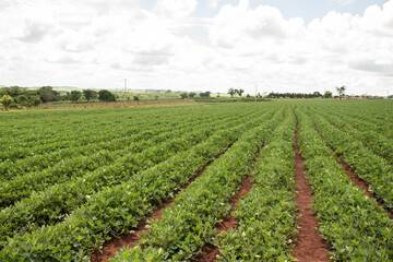 Fototapeta na wymiar Many peanut seedlings arranged in rows on a plantation. The photo shows the power of nature and agriculture on a bright day and blue sky with clouds. Brazilian countryside