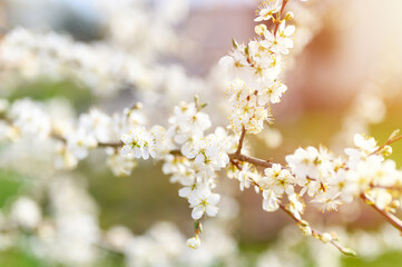 plums or prunes bloom white flowers in early spring in nature. selective focus. flare