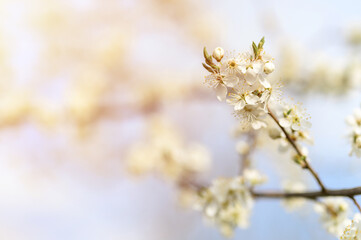 plums or prunes bloom white flowers in early spring in nature. selective focus. flare