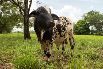 One cattle posing for camera on a green pasture. The bovine is black and white and is standing in the countryside under a bright day
