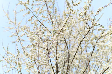 plums or prunes bloom white flowers in early spring in nature. selective focus