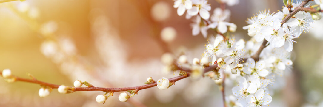 plums or prunes bloom white flowers in early spring in nature. selective focus. banner. flare