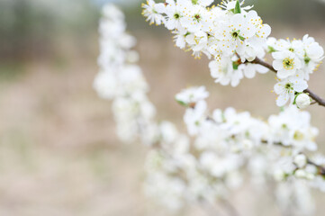 plums or prunes bloom white flowers in early spring in nature. selective focus
