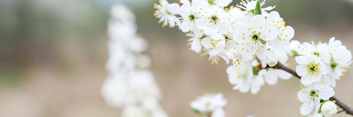 plums or prunes bloom white flowers in early spring in nature. selective focus. banner