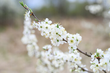 plums or prunes bloom white flowers in early spring in nature. selective focus