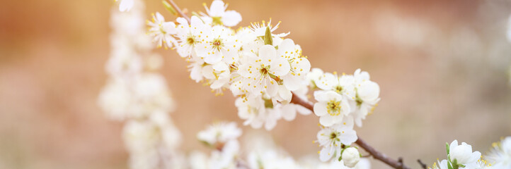 plums or prunes bloom white flowers in early spring in nature. selective focus. banner. flare