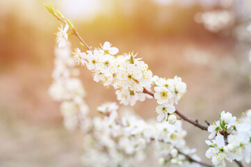 plums or prunes bloom white flowers in early spring in nature. selective focus. flare