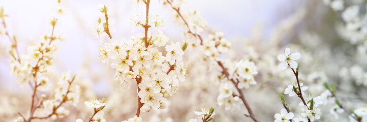 Obraz premium plums or prunes bloom white flowers in early spring in nature. selective focus. banner. flare