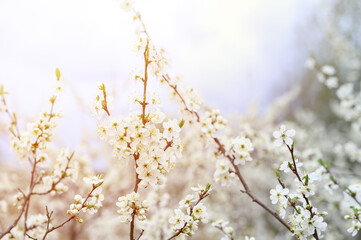 plums or prunes bloom white flowers in early spring in nature. selective focus. flare