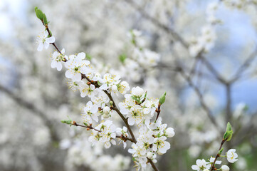 plums or prunes bloom white flowers in early spring in nature. selective focus
