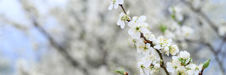 plums or prunes bloom white flowers in early spring in nature. selective focus. banner