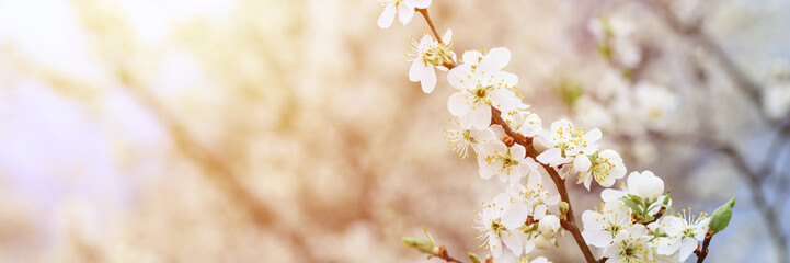 plums or prunes bloom white flowers in early spring in nature. selective focus. banner. flare