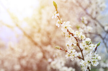 plums or prunes bloom white flowers in early spring in nature. selective focus. flare