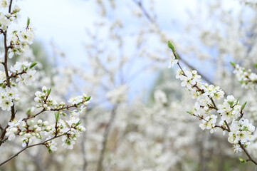plums or prunes bloom white flowers in early spring in nature. selective focus
