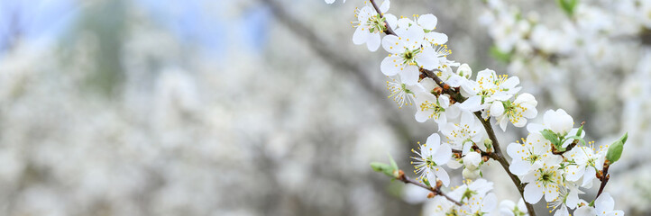 plums or prunes bloom white flowers in early spring in nature. selective focus. banner