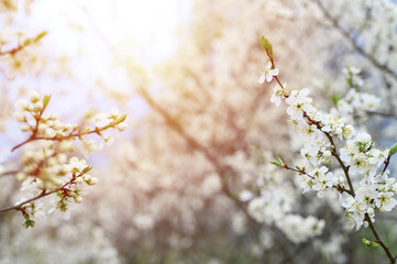 plums or prunes bloom white flowers in early spring in nature. selective focus. flare