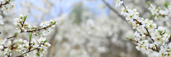 plums or prunes bloom white flowers in early spring in nature. selective focus. banner