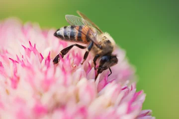 Fotobehang Honey bees collect pollen Spiraea flower. Macro shot. © vlntn