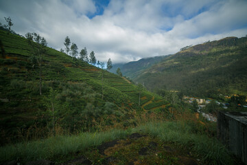 Fototapeta na wymiar Tea plantations in the mountains of Sri Lanka.