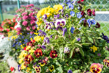 Production many colorful flowers plant in a greenhouse