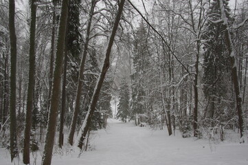 Park in the Abramtsevo estate in winter