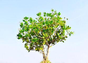 tree with blue sky