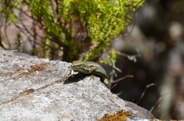 Lizard on a stone in the forest