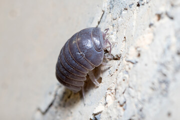 Roly poly bug, Armadillidium vulgare, climbs a concrete wall under the sun