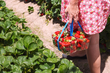 Girl Walking and Picking Strawberries
