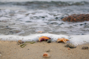 Seesterne an der Ostsee am Strand von Kühlungsborn Mecklenburg-Vorpommern, Deutschland