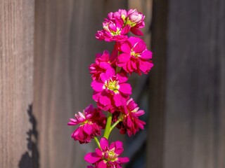 冬の日差しを浴びて輝く満開の赤紫の花