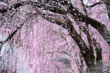 枝垂れ桜満開