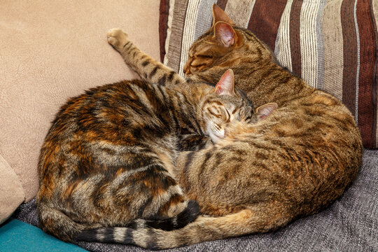 Pair of Bengali breed cats sleeping together.
