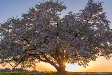 夕陽が丘の桜の木