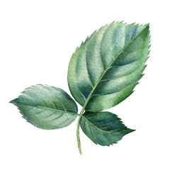 Green rose leaf on white background, watercolor illustration, flora design