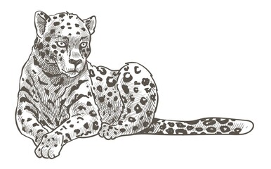 Leopard animal resting on ground monochrome sketch