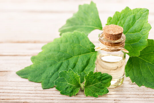 patchouli essential oil in the glass bottle, with fresh patchouli leaves, on the wooden board.