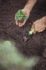 Healthy organic food concept. Seedling of a green plant of a cucumber. Spring. Male hands rake the earth around the sprout. Close-up - a human hand holding a seedling uses a small garden shovel.