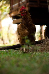 Powerful rooster posing in the countryside. The rooster is looking directly to the camera.
